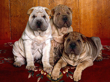 Animals, Color, Three, Wool, Puppies, Shar Pei HD wallpaper