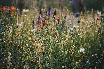 A colorful array of blooming wildflowers in a natural meadow, capturing summer's essence. HD wallpaper