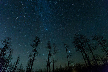 Nature, Trees, Stars, Night, Starry Sky HD wallpaper