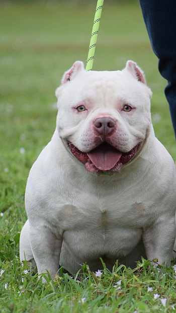 American Bully, Micro Bully, dog breeds HD phone wallpaper