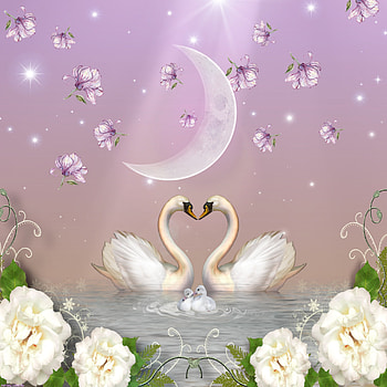 Swan, beauty, Ashley HD phone wallpaper