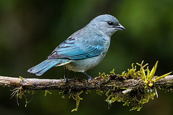 Azure shouldered tanager, Bird, shouldered, tanager, Azure HD wallpaper