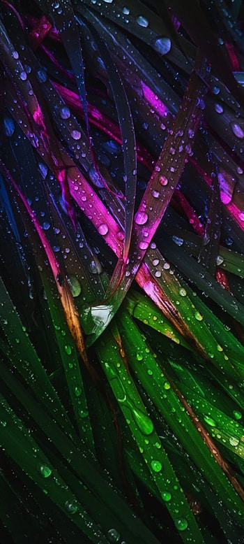 Life, magenta, liquid, grass HD phone wallpaper