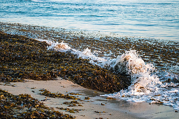 Landscape, Nature, Sea, Foam, Algae, Seaweed HD wallpaper