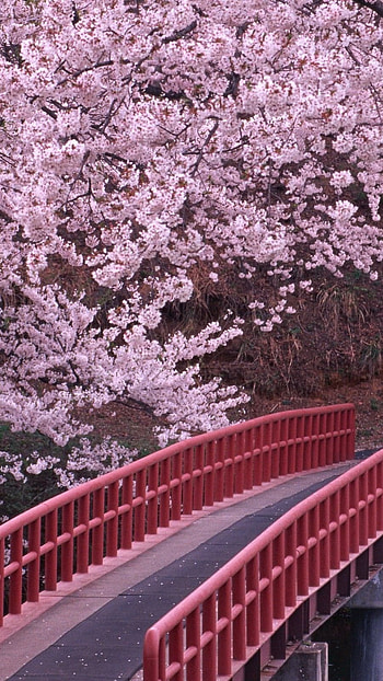 Cherry blossom, cherry, nature, japan HD phone wallpaper