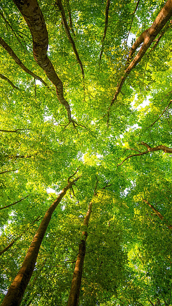 Sunlit forest, Nature's rays, Rustling leaves, Branches swaying HD phone wallpaper