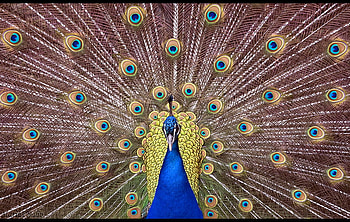 Beautiful Sight, beautiful, birds HD wallpaper