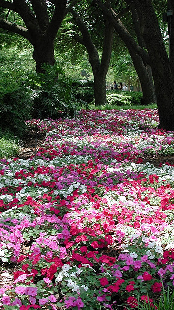 Flower, Garden, Flower Garden HD phone wallpaper