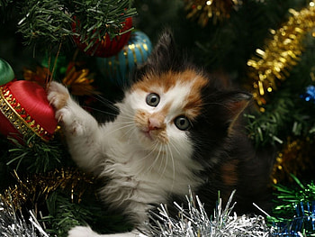 My best christmas gift, sweet, animal, kitten, holiday, christmas, cat, tree HD wallpaper