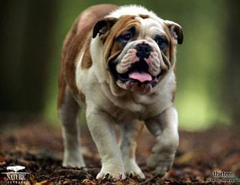 Bull Dog , panting, bull dog, looks tired, walking HD wallpaper