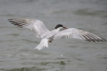 Animals, Water, Bird, Flight, Gull, Seagull HD wallpaper
