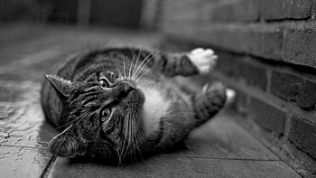 Animals, Cat, Striped, Bw, Chb, Paws HD wallpaper