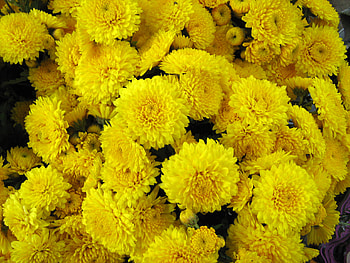 beautiful flowers, beautiful, colours, nature, flowers HD wallpaper