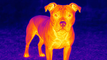 Thermal Sentinel: Pitbull, Pitbull (dog), Infrared HD wallpaper