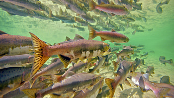 Animals, Sea, Fishes, Underwater World, Lot HD wallpaper