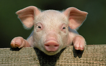 Pig beauty, Farm animal charm, Adorable snouts, Playful oinks HD wallpaper