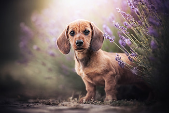Animal, dachshund HD wallpaper