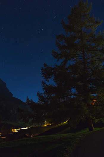 Nature, Grass, Night, Wood, Tree, Starry Sky HD phone wallpaper