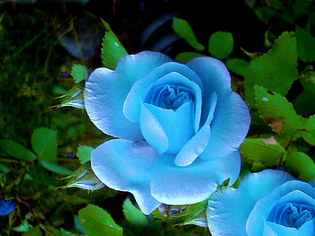 Blue Roses, nature, flowers, roses, beauty HD wallpaper