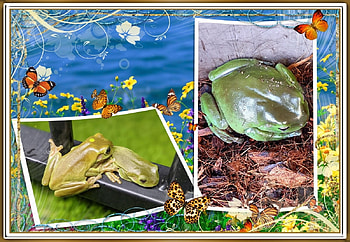 FROG COLLAGE, FROG, NATURE, COLLAGE HD wallpaper