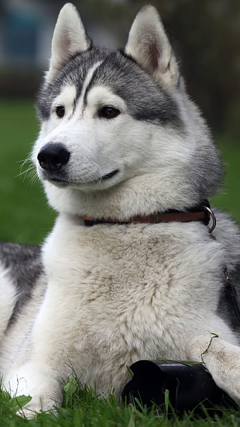 Husky for 7 Plus, High-quality display, Stunning visuals, Sleek design HD phone wallpaper