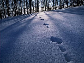 snow traces , traces, snow HD wallpaper