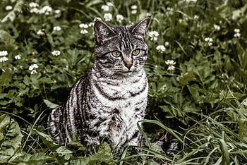 Animals, Grass, Cat, Striped, Is Sitting, Sits HD wallpaper
