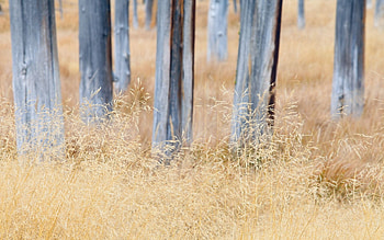 Nature, Trees, Grass HD wallpaper