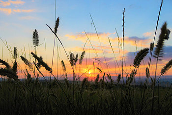 Nature, Sunset, Grass, Field HD wallpaper