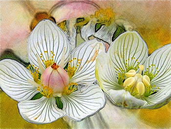White Flowers, white, work, flowers, art HD wallpaper