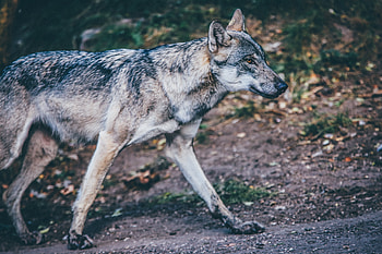 Animals, Predator, Wolf, Stroll HD wallpaper