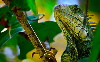 Animals, Leaves, Branch, Reptile, Iguana, Climb HD wallpaper