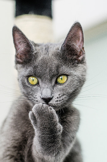 Funny, Animals, Cat, Pet, Grey, Sight, Opinion, Paw HD phone wallpaper