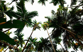 Palm Tree, Tropical paradise vibes, Lush greenery, Relaxed beach atmosphere HD wallpaper