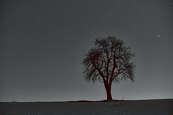 Nature, Stars, Night, Horizon, Wood, Tree, Starry Sky, Branches HD wallpaper