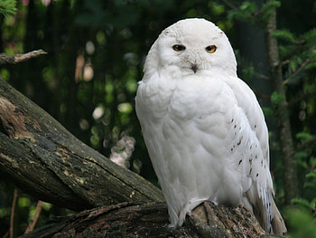 Animals, Birds, Owl HD wallpaper