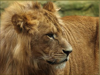 Leo the Lion, animal, lion HD wallpaper