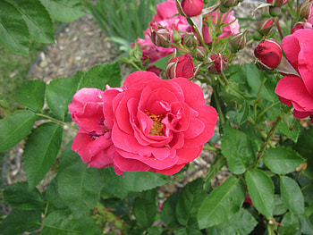 Flowers mid-summer 60, rose, graphy, green, Red, Flowers, garden HD wallpaper