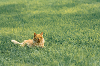 Animals, Grass, Cat, Fluffy, Pet, Redhead HD wallpaper