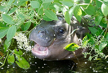 Baby Hippo, animal, cute, small, hippo HD wallpaper