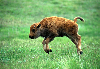 Baby farm animals, Cute animal babies, Farm cuteness, Newborns HD wallpaper
