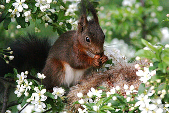 Squirrel, rodent, tree branch HD wallpaper