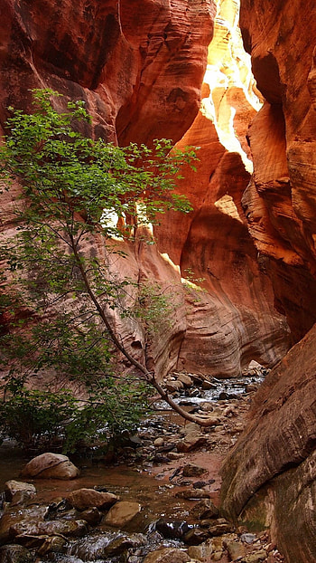 Zion National Park HD phone wallpaper
