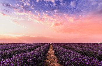 Lavender, flowers, farm, sunset HD wallpaper