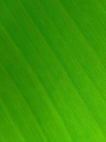 Macro, Texture, Textures, Sheet, Leaf, Stripes, Streaks, Veins HD phone wallpaper
