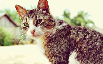 Animals, Cat, Muzzle, Sight, Opinion HD wallpaper