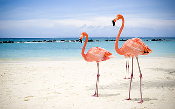 Animals, Birds, Flamingo HD wallpaper