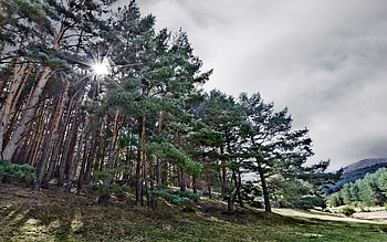 Forest HD wallpaper