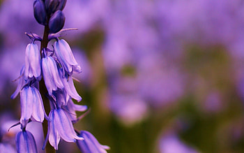Lilac, Summer, Bluebells, Flower, Macro, Field, Focus HD wallpaper
