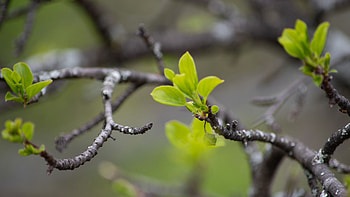 Sprouts Tree Leaves Branches Blur Background graphy graphy HD wallpaper